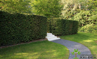 живая изгородь